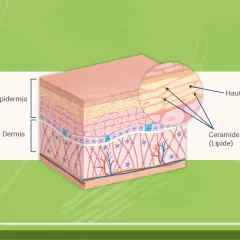 Hautschichten mit Epidermis und Dermis. Vergrößerung zeigt Hautzellen und Ceramide (Lipide), die für die Hautbarriere wichtig sind.