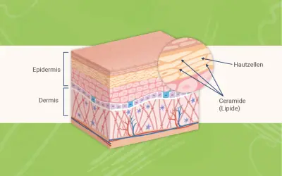 Hautschichten mit Epidermis und Dermis. Vergrößerung zeigt Hautzellen und Ceramide (Lipide), die für die Hautbarriere wichtig sind.