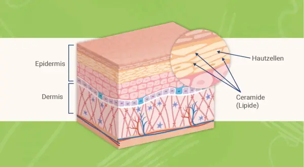 Hautschichten mit Epidermis und Dermis. Vergrößerung zeigt Hautzellen und Ceramide (Lipide), die für die Hautbarriere wichtig sind.